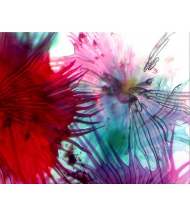 Camera digitala pentru microscoape Celestron 44421