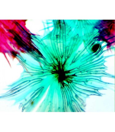 Camera digitala pentru microscoape Celestron 44421