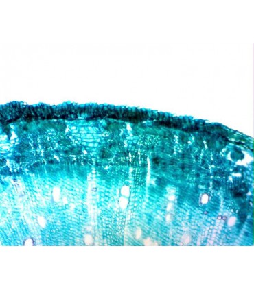 Camera digitala pentru microscoape Celestron 44421