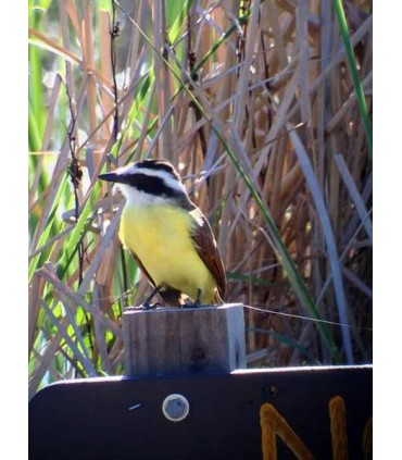 Luneta terestra Celestron Regal M2 65 ED