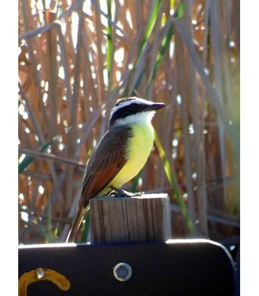 Luneta terestra Celestron Regal M2 65 ED