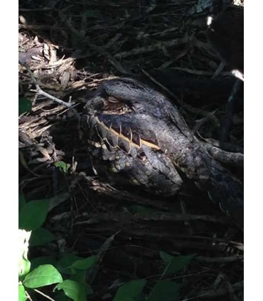 Luneta terestra Celestron Regal M2 65 ED