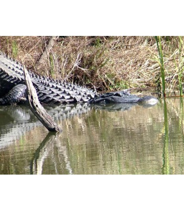 Luneta terestra Celestron Regal M2 65 ED