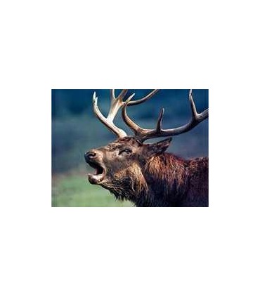 Binoclu Victory HT 10x54 Carl Zeiss